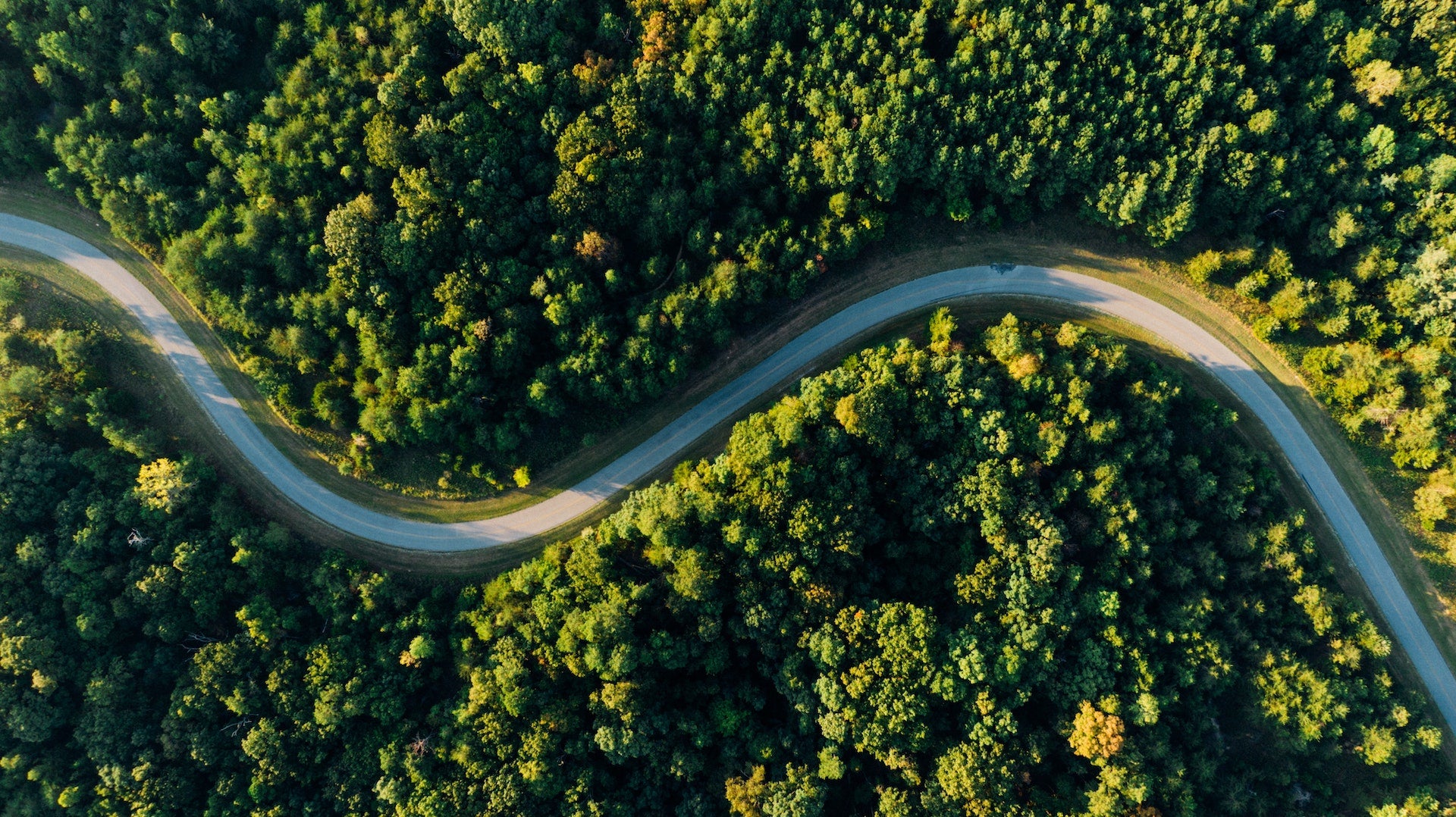 Top down winding road through a forest Truffle Toronto Canada Root44