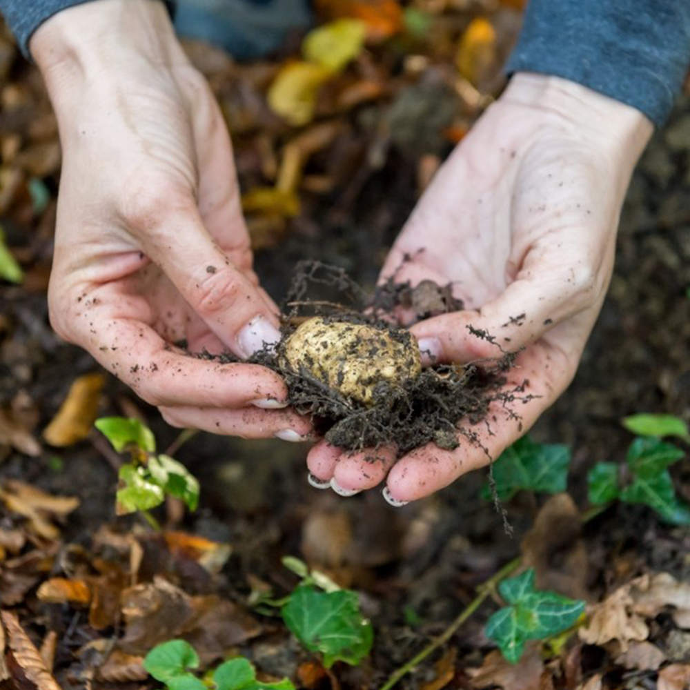 MY TOP 3 Professional TIPS for Selecting FRESH WHITE TRUFFLES